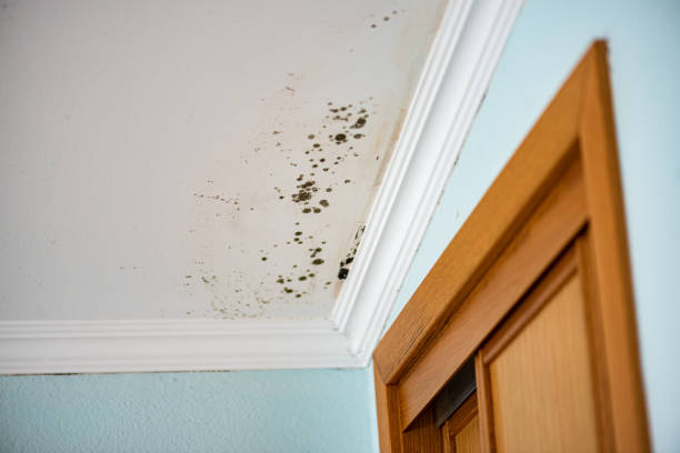 Best Crawl Space Mold Remediation in Harrington Park, NJ