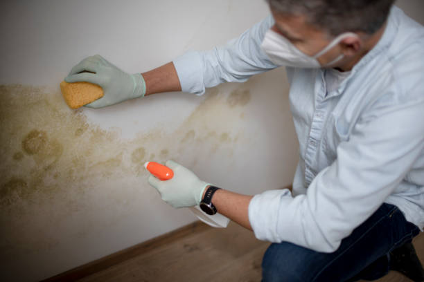 Best Black Mold Remediation in Harrington Park, NJ
