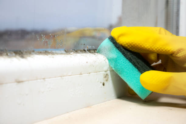 Best Preventive Mold Services in Harrington Park, NJ