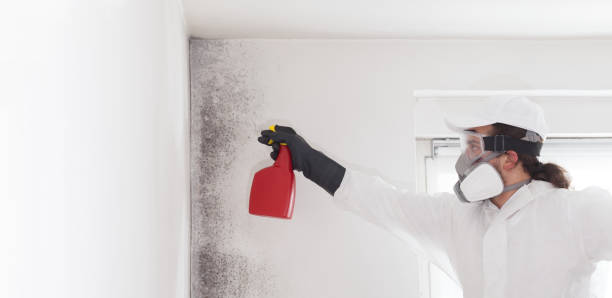 Best Insurance-Related Mold Remediation in Harrington Park, NJ