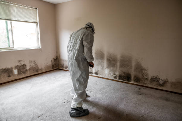Best Mold Remediation for Specific Building Types in Harrington Park, NJ