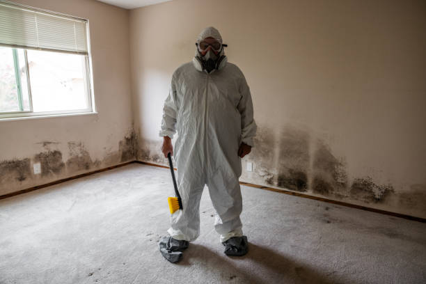 Best Mold Testing and Inspection Services in Harrington Park, NJ