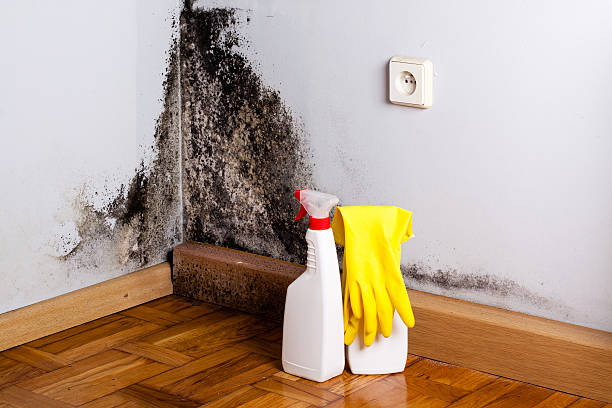Harrington Park, NJ Mold Remediation Company