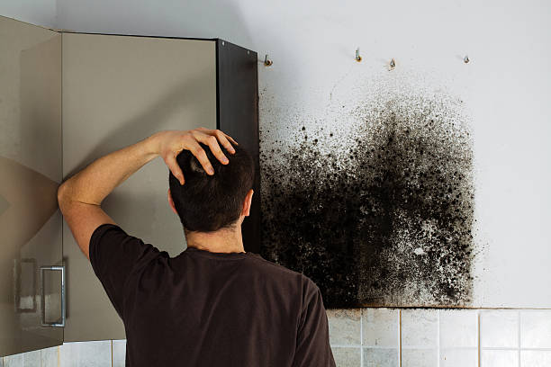 Best Mold Remediation for Schools in Harrington Park, NJ