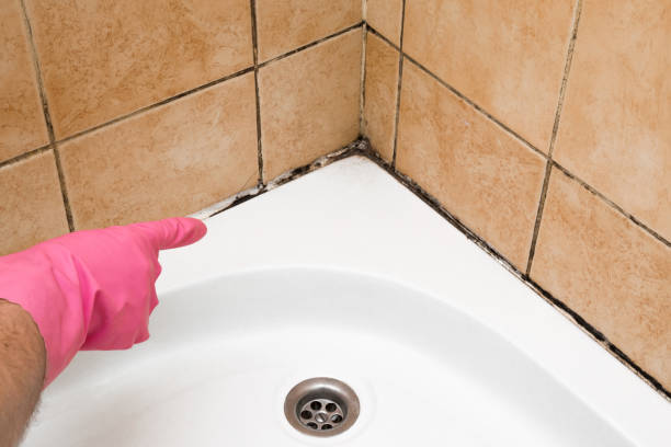 Best Residential Mold Remediation in Harrington Park, NJ